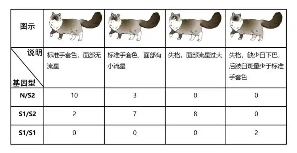 布偶猫花色基因研究进展
