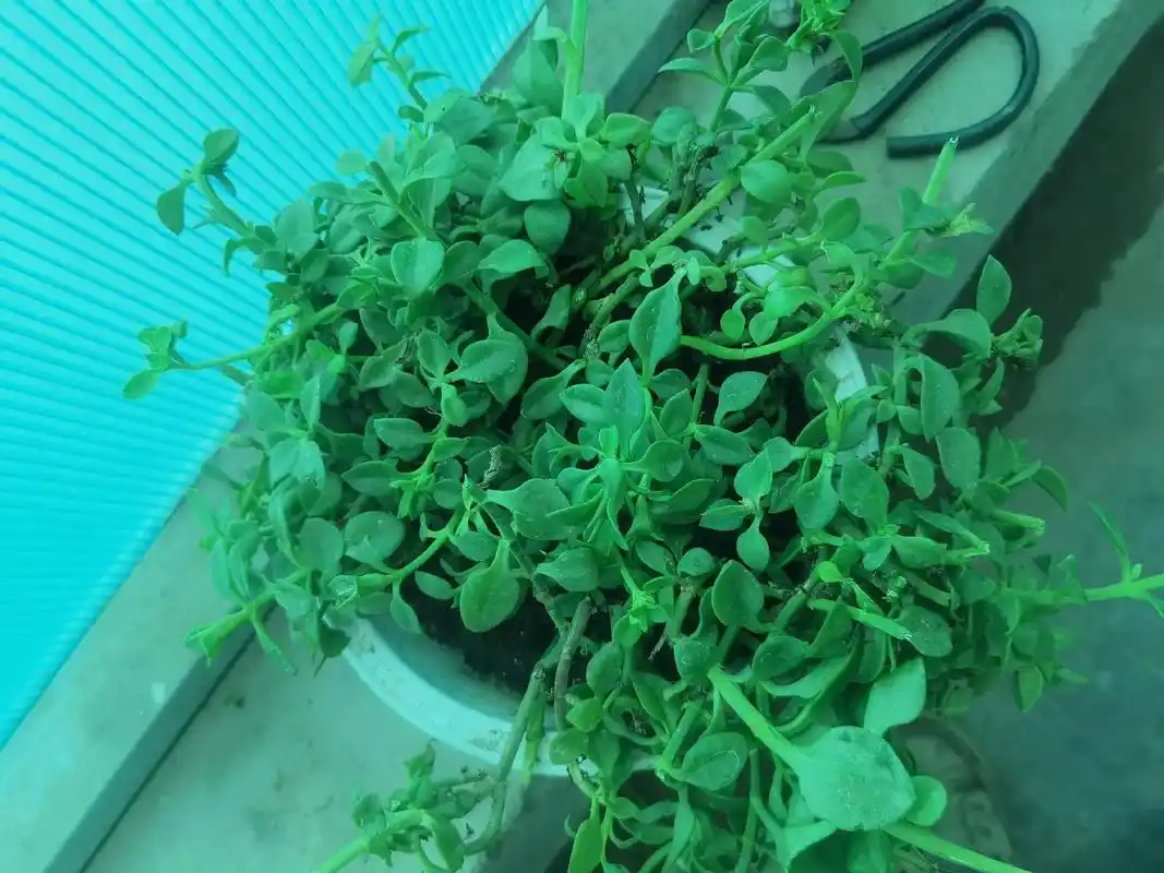 买一盆田七,嫩叶可食,掐茎芊插可活. - 抖音