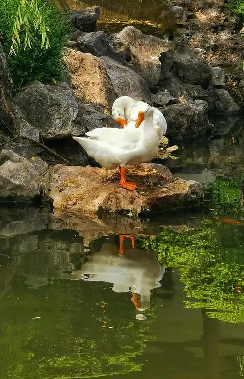 池塘里可爱的大白鹅自由自在地享受生活