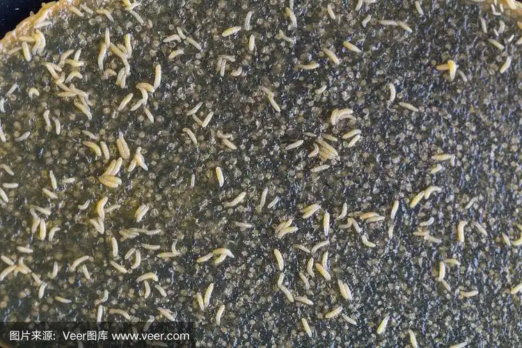 实验室的果蝇幼虫