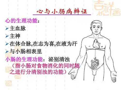 无忧文档 所有分类 医药卫生 中医中药 中医学脏腑辩证ppt 心与小肠病