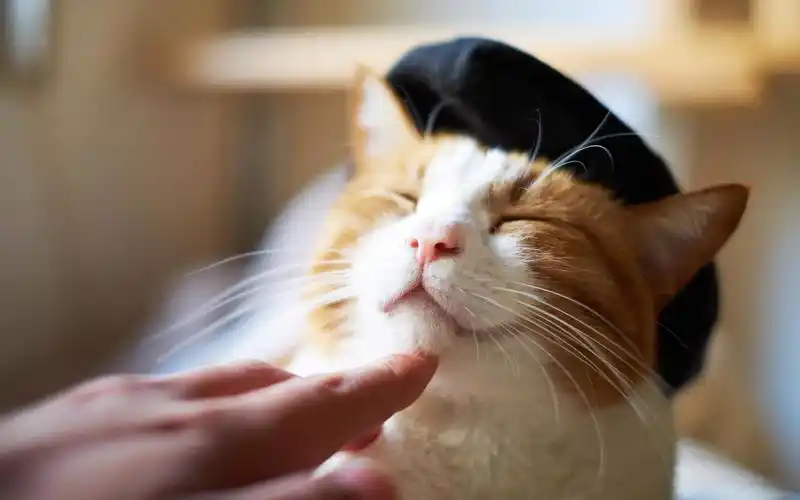 画家,猫,喵星人,戴帽子,开心,手,逗弄,torode,萌宠画家壁纸图片