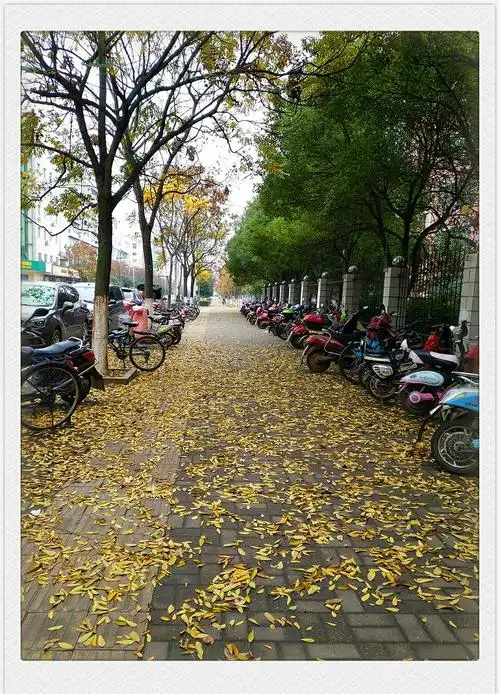 冬季 安义街头 落叶缤纷