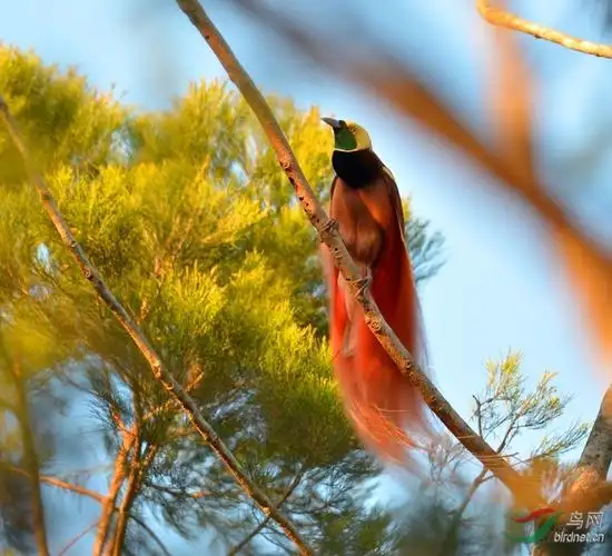 巴布亚新几内亚国鸟瑞吉雅纳极乐天堂鸟