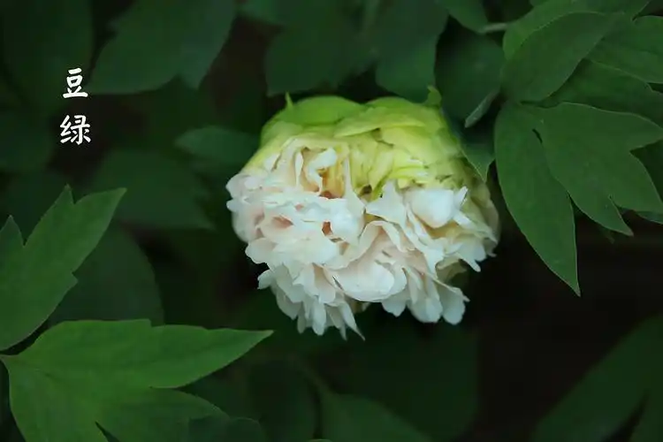 原创豆绿牡丹碧于轻浪翠于烟如此花容自解怜