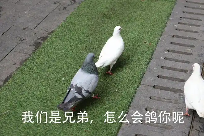 说鸽鸽的约定比如说好参加的聚餐比如创产独家的表情包来了!