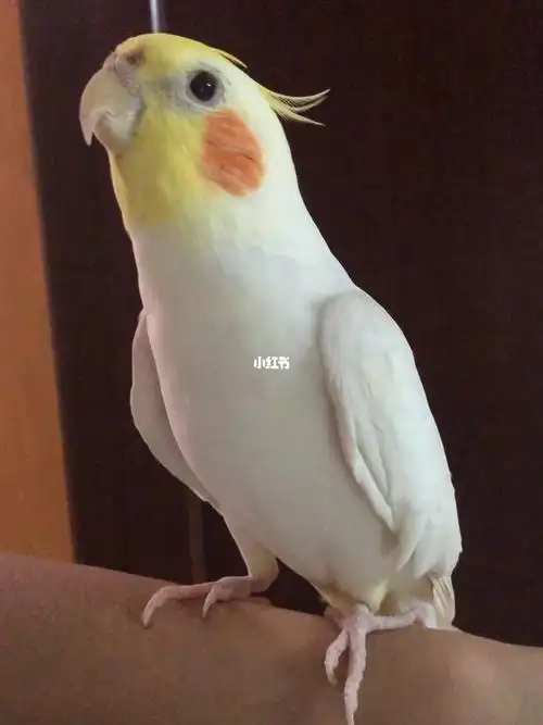 没学太像就开始自创了唱的挺享受#玄凤鹦鹉  #玄凤鹦鹉吹口哨  #会吹