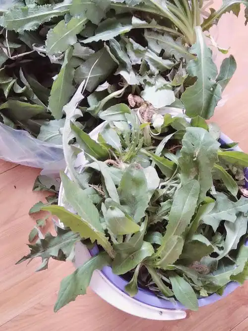 野菜苦苦菜大自然的馈赠