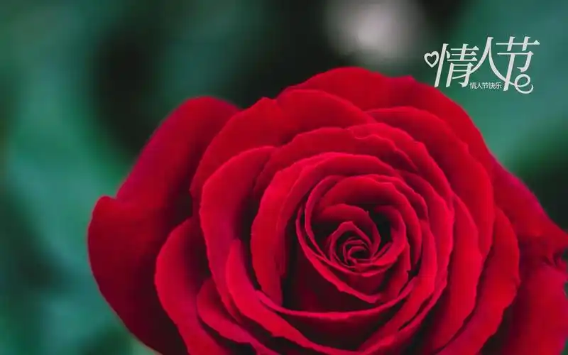 14情人节快乐唯美玫瑰