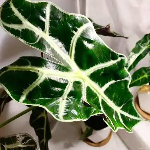 天鹅绒竹芋的养殖方法和注意事项