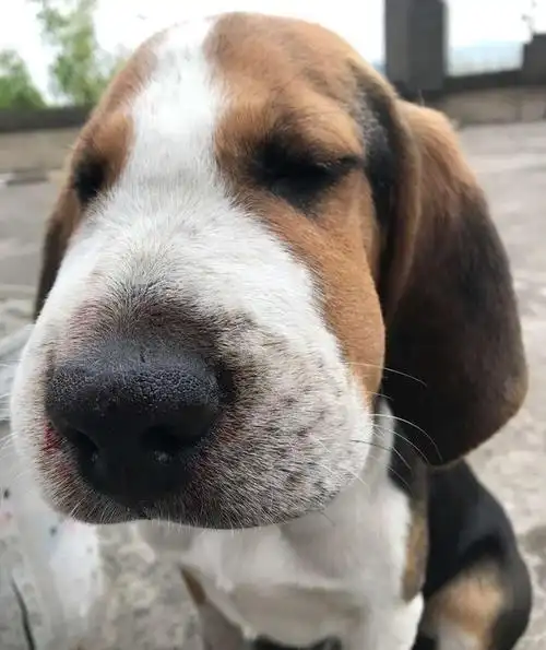 狗狗玩得正嗨突然蔫儿了脸也肿得像猪头狗狗我被蛇亲了