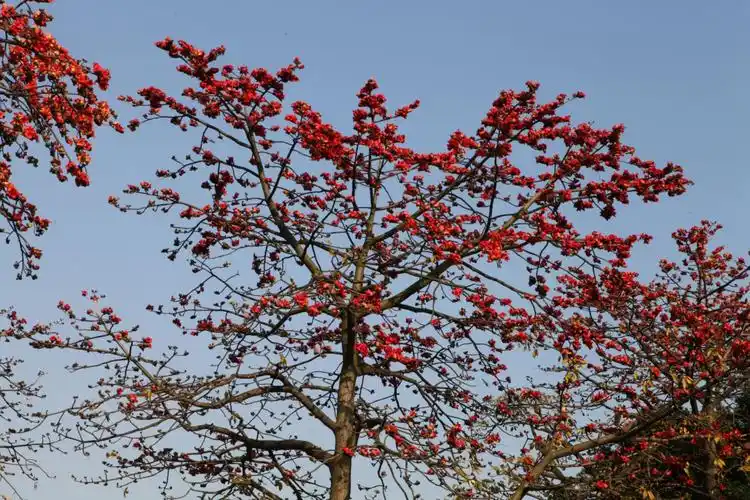 人颂木棉英雄树,我赞红棉气质高