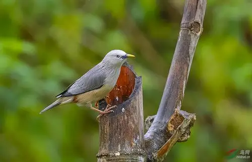 灰头椋鸟