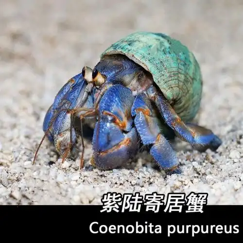 寄居蟹宠物陆草莓灰白短腕深紫陆凹足陆生蟹淡水宠物lila淡紫西伯