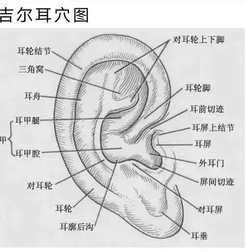freebudspro戴着耳廓疼