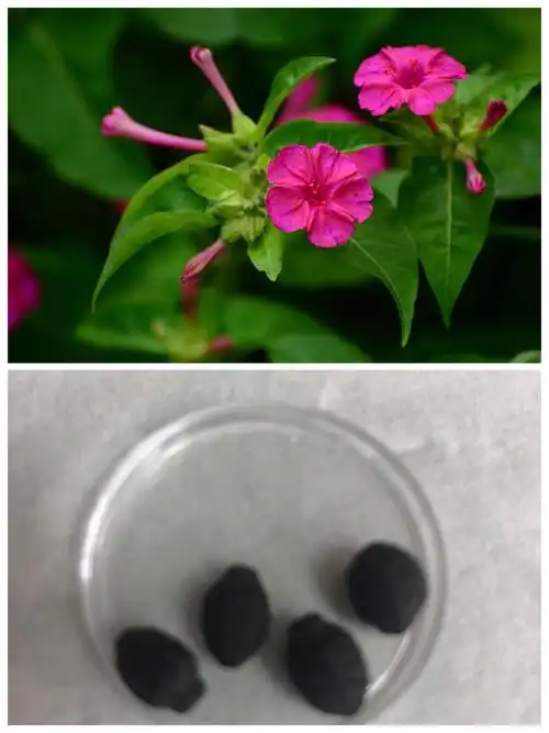 所以也叫地雷花.