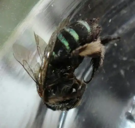 这是什么昆虫,飞起来嗡嗡作响,可是又不像蜜蜂.希望懂昆虫的来作答.