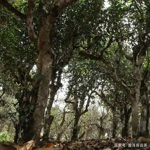 一张图解读冰岛5寨100年以上树龄古树普洱茶,你知道多少?