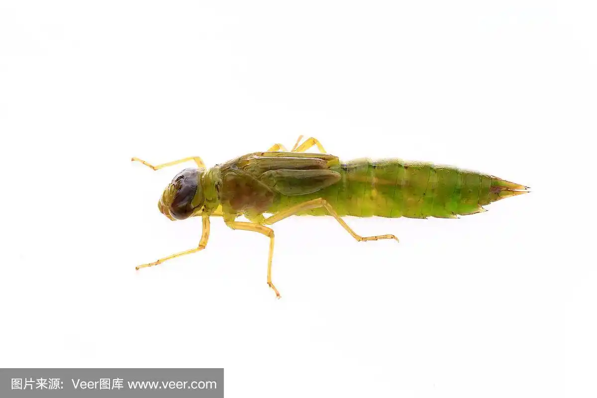 蜻蜓幼虫,白色背景
