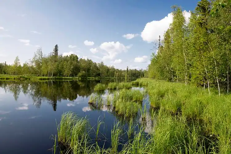 树林,湖,野外,风景,景色_高清图片_全景视觉
