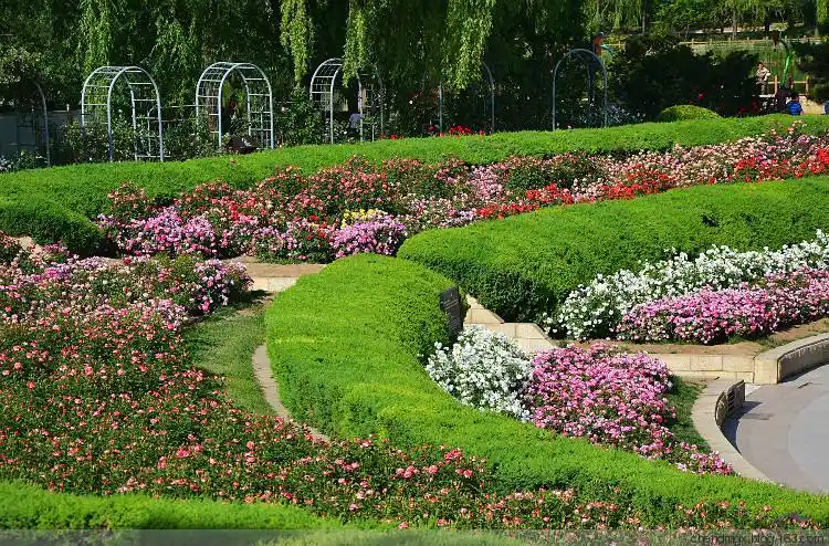 地被月季(地被月季是什么意思)