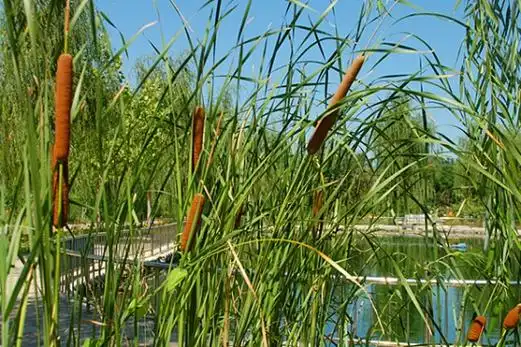 多年水生草本植物,全株有毒(水菖蒲种类)_植物知识网