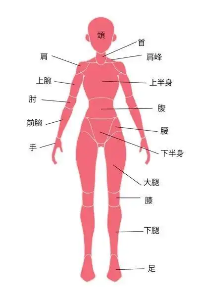 加深对人体看不见的部分的了解!