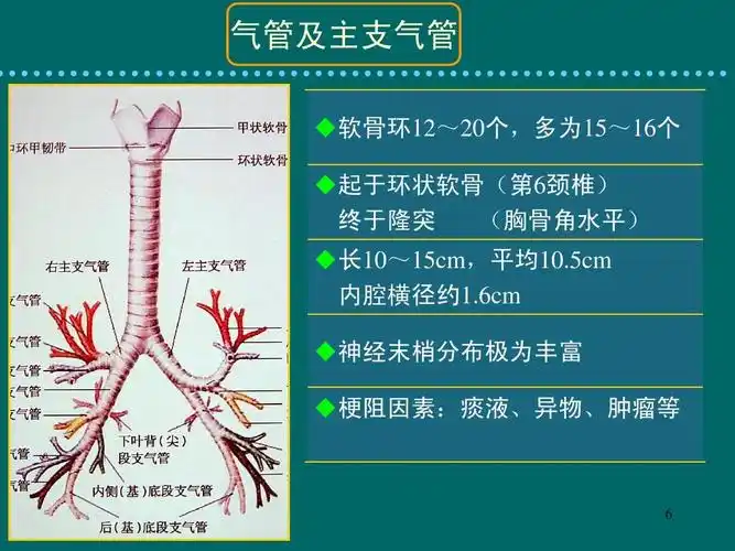 气管及主支气管 软骨环12~20个,多为15~16个 起于环状软骨(第6颈椎)