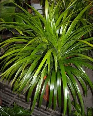 展开全部 剑叶龙血树.