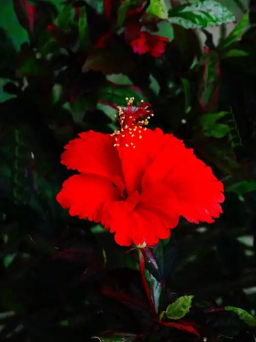 扶桑花-中关村在线摄影论坛