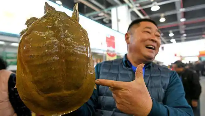 山瑞鳖的危机一斤130多元广西曾养368万只如今在野外濒危