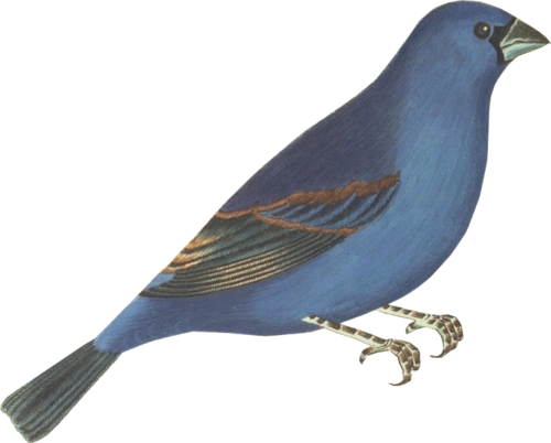 古风素材_古风动物篇-材质贴图-筑龙渲染表现论坛