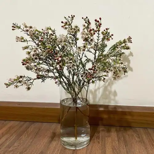 最近养的小花澳洲腊梅