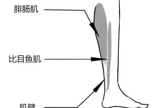 2,小腿后侧比目鱼肌拉伸:后腿膝盖微屈,脚尖冲正前方,后腿脚后跟不