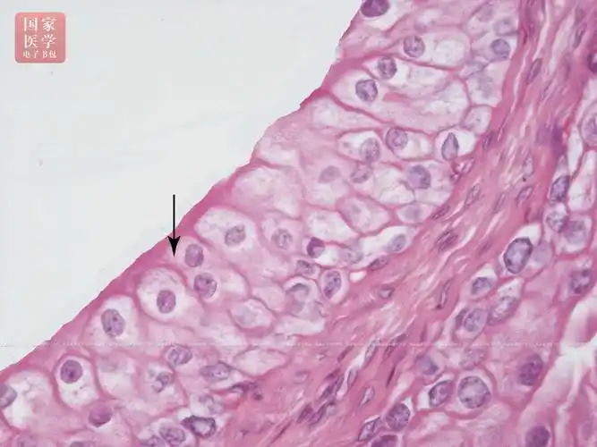 复层柱状上皮stratified columnar epithelium:数层细胞,浅层细胞呈柱