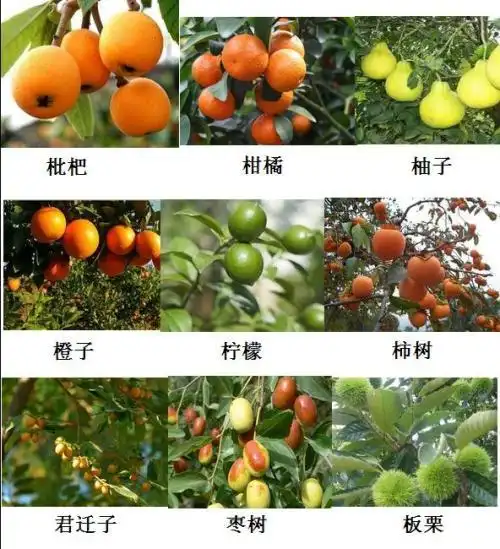 种植果树大全