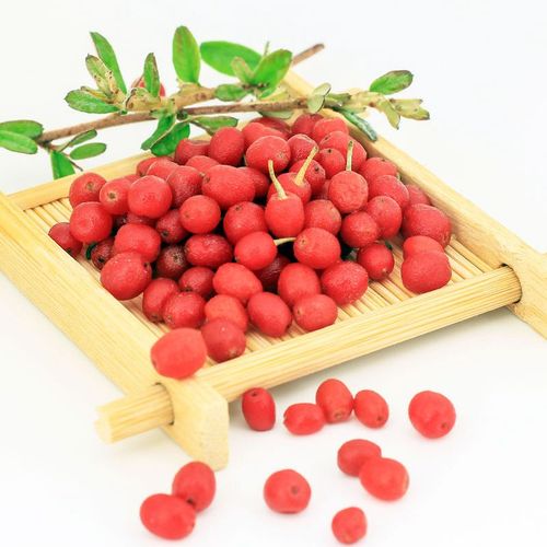 软糖胡颓子 日本引进品种纯甜羊奶果 花叶胡颓子常绿 庭院 果可食