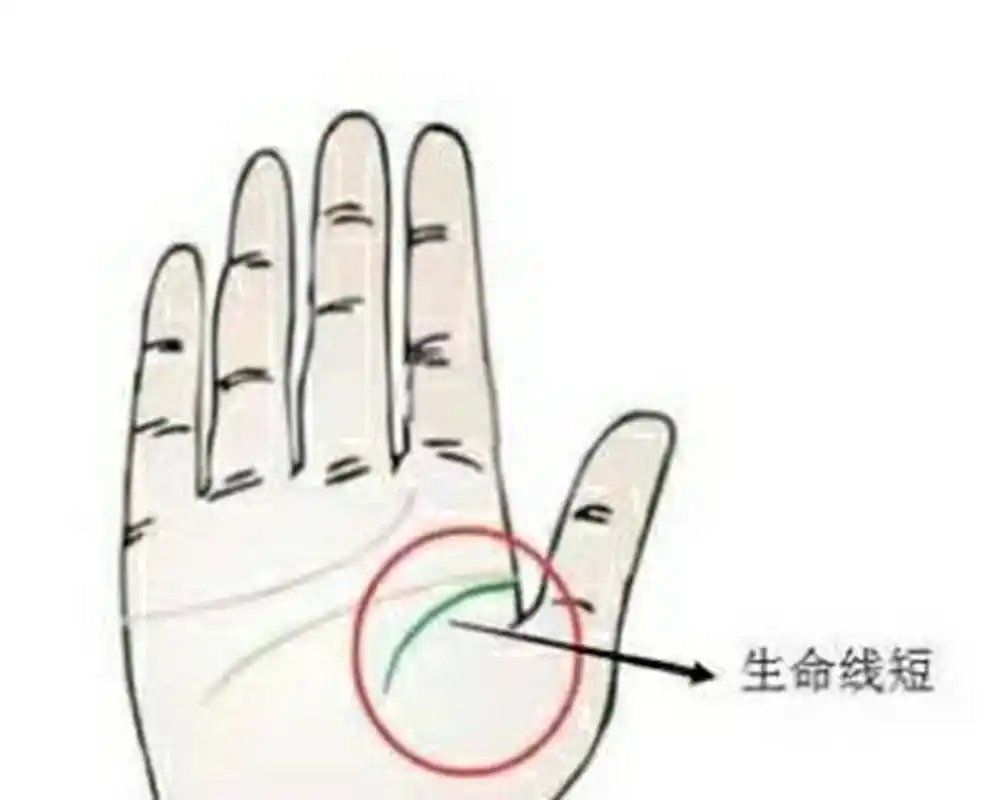 生命线短 生命线短小的人说明他们的生命力较弱,甚至身体方面有先天的