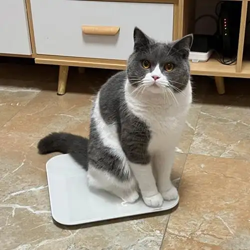 今天是9斤的小猪咪#猫咪  #英短蓝白 #宠物  #猫咪日常