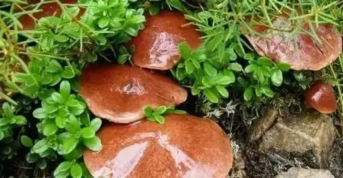 关于红乳牛肝菌,你必须知道的事