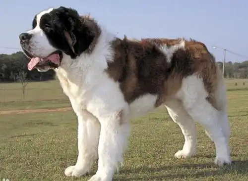 瑞士除了机械还有他们的国宝大型圣伯纳犬