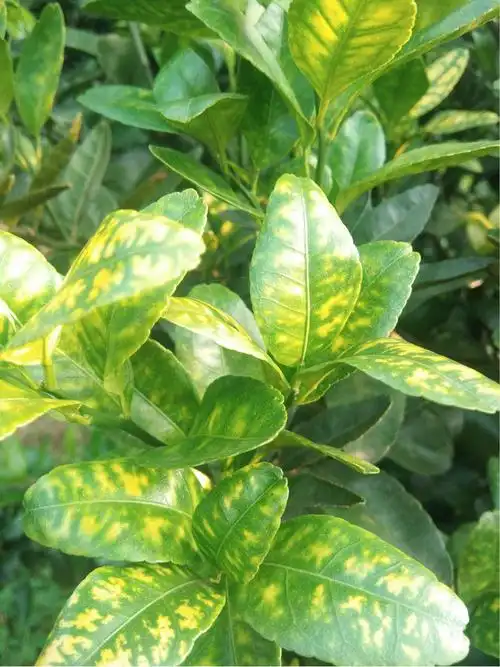 老师,这棵树是不是得了黄龙病?-大丰收柑橘问诊在线平台