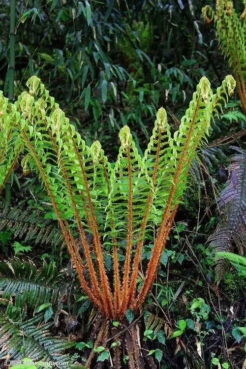 蜈蚣草,还是跌打损伤的"特效药"(蜈蚣草水草)