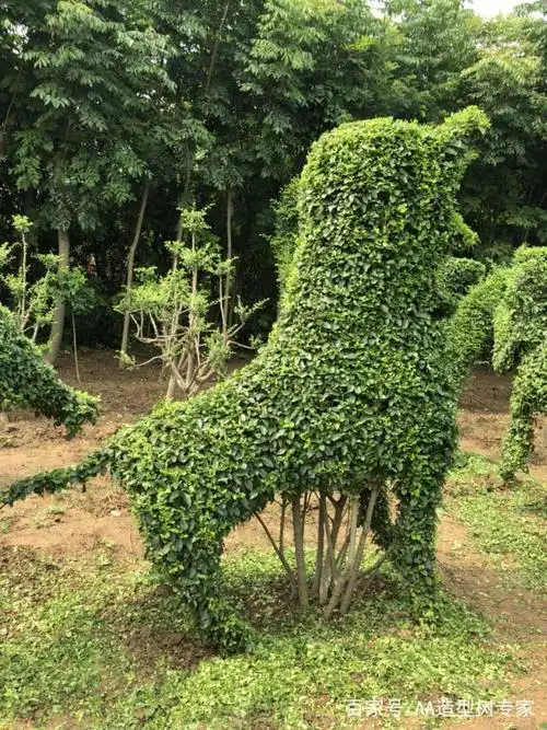 造型植物树的魅力.