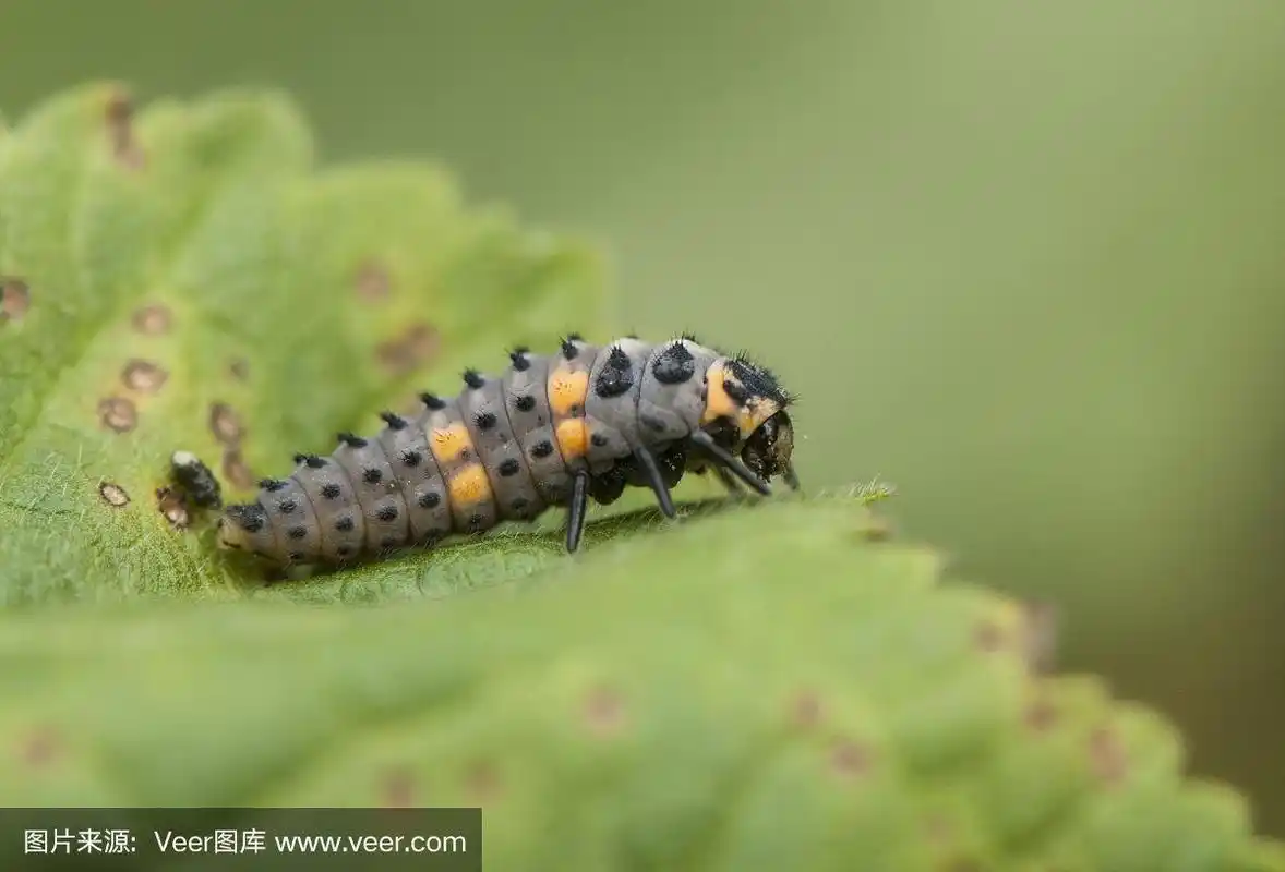 七星瓢虫吞食蚜虫的幼虫