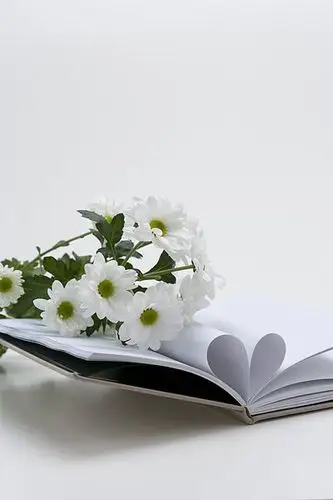 花,书本,特写