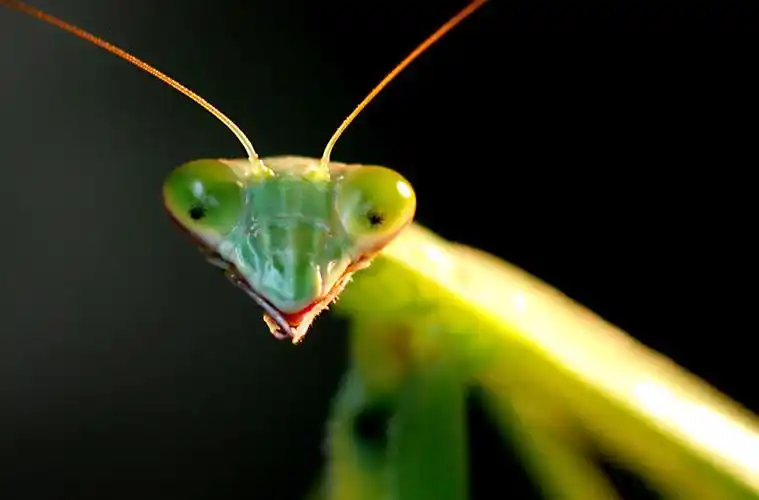 p>大刀螳螂,重要的捕食性昆虫之一,成虫 a href="#" data-lemmaid="