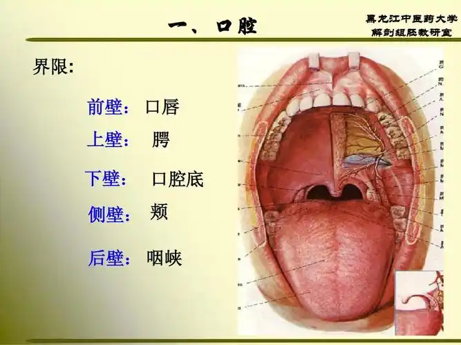 下壁: 口腔底 黑龙江中医药大学 解剖组胚教研室 侧壁: 颊 后壁: 咽峡