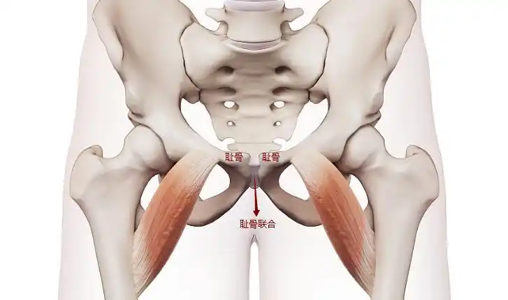 "耻骨痛"到底是哪里痛?这五类孕妇更容易中招,孕期要谨慎