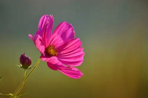 习作——格桑花